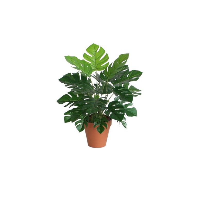 Monstera Green
