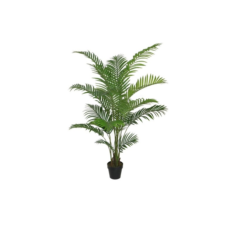 Areca Palme Green